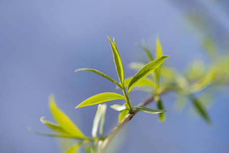 Close up view of the end of a weeping willow branch with newly sprouted leaves in the springの写真素材