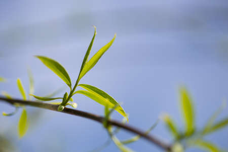 Close up view of the end of a weeping willow branch with newly sprouted leaves in the springの写真素材