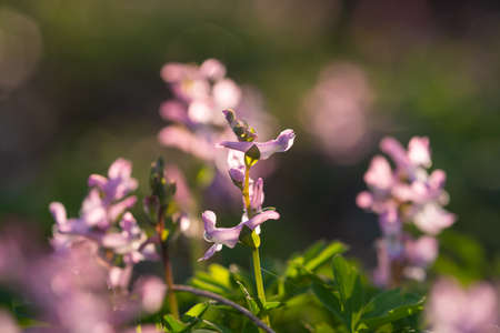 close up of a pink corydalis wild flower on natural dark blackgroundの写真素材