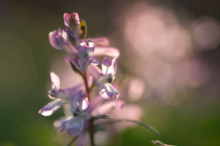 close up of a pink corydalis wild flower on natural dark blackgroundの写真素材