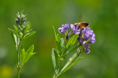 Close-up of honey bee pollinates alfalfa flower on natural background