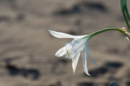 Sea lillies,Pancratium maritimum on natural sand backgroundの写真素材