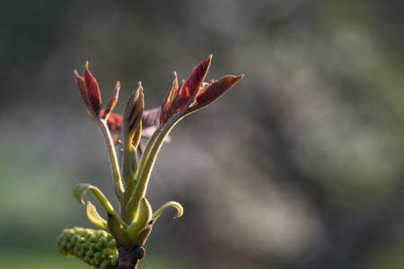 Walnut twig at spring timr on natural bright backgroundの写真素材