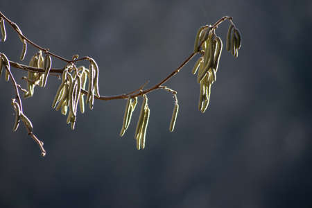 Spring blossom of Corylus avellana, the common hazel. Macro view close up, on natural backgroundの写真素材