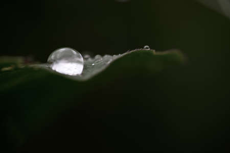 Grass with rain drops. Watering lawn. Rain. Blurred Grass Background With Water Drops closeup. Environment concept.の写真素材