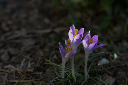 Close up of wild saffron flowers in a field,beautiful springtime blossomの写真素材