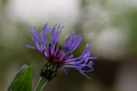 Blue closeup cornflowers, springtime blossom,natural backgroundの写真素材