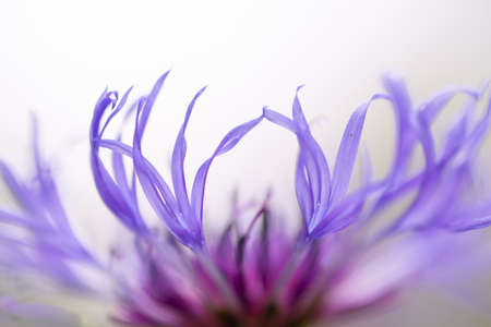 Blue closeup cornflowers, springtime blossom,natural backgroundの写真素材