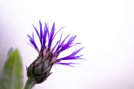 Blue closeup cornflowers, springtime blossom,natural backgroundの写真素材
