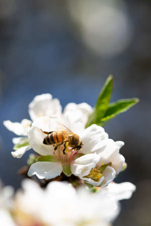 Honey bee pollinating on almond blossoms. Springtimeの写真素材