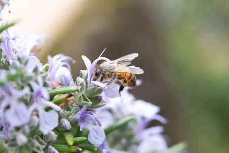 Close-up of honey bee flying on rosemary flowers