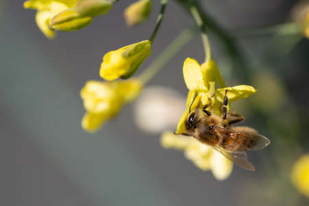 Bees gathering nectar and pollen on the yellow flowers of blossoming Tuscan Kale.の写真素材
