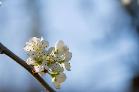 Close-up of the White Cerry Blossom,の写真素材