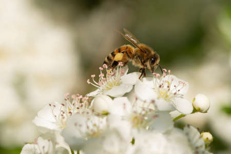 Honey bee collecting pollen on Pyracantha flowersの写真素材