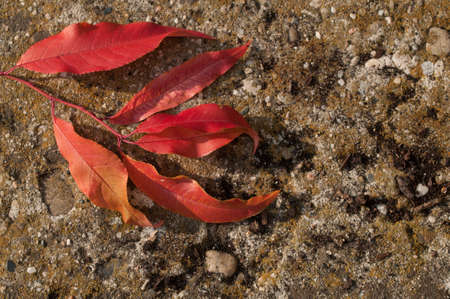 Peach tree fallen leaves, autumn wallpaper. Season nature background.の写真素材