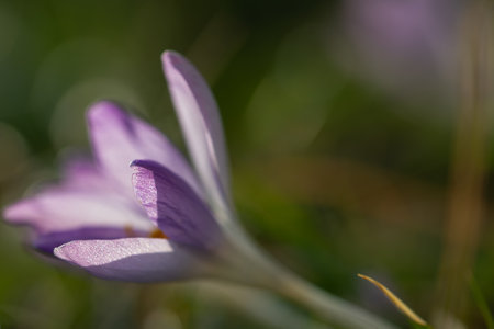 Close up of wild saffron flowers in a field, beautiful springtime blossomの写真素材