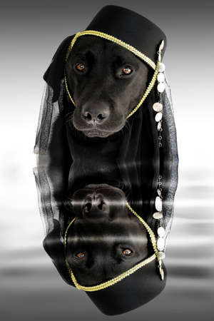 Cute dog in waterの写真素材