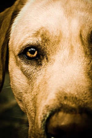 Close up on brown eye of a dogの写真素材
