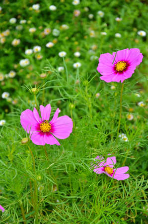 Pink flowerの写真素材