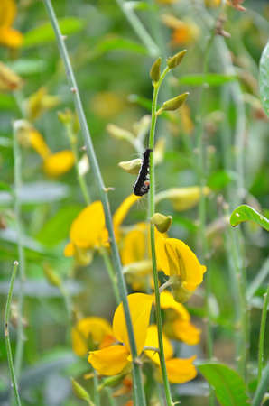 Black wormの写真素材