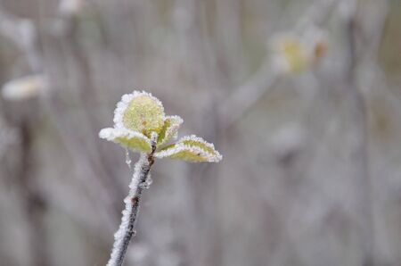 A few leaves at the end of the branch are covered with white crystals of ice water.
