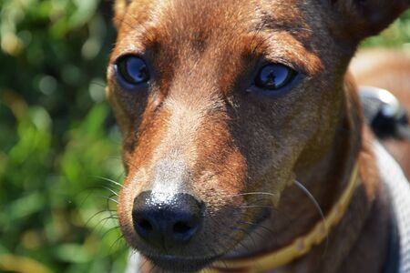 Dog breed Zwergpinscher on the background of green grass. Dog brown, nose and eyes black.Pet closely looks at its delicacy.の写真素材