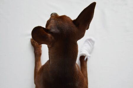 A small dog with a bandaged paw is lying on a white table in a veterinary clinic. The view from the...