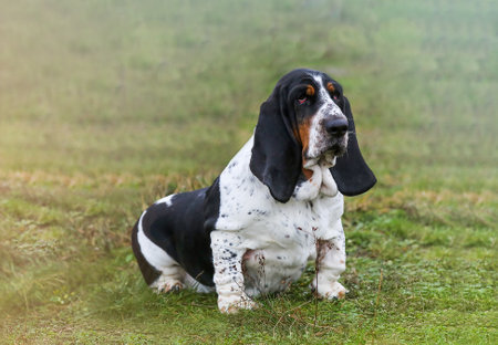 A dog with long ears sits on the grass.の写真素材