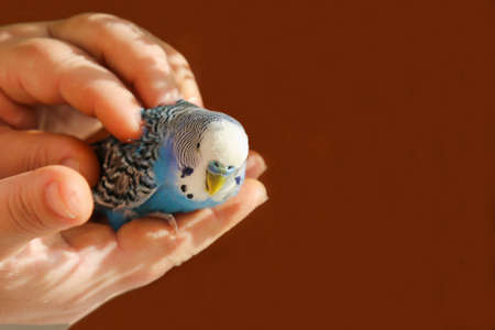 A budgie sits on the palm of a persons hand.