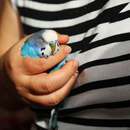 A sick bird in the hands of a woman. The budgie sleeps in the owner's hand. The blue parrot is ill. A slumbering bird. A trusting relationship between a human and a bird. A tame bird.の写真素材