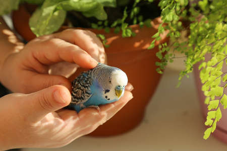 A budgie sits on the palm of a persons hands are stroking a blue parrot.