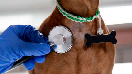 A dog in the vet clinic. The doctor's hand holds a stethoscope and listens to the dog's breathing....