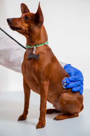 AA pet in the vet clinic. The doctor's gloved hand holds a stethoscope. The doctor listens to the animal's breathing.の写真素材