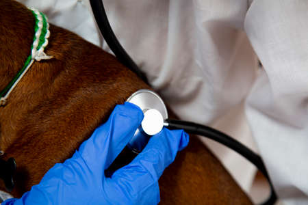 Close-up. A pet in the vet clinic. The doctor's gloved hand holds a stethoscope. The doctor listens to the breathing of an unhealthy animal.の写真素材