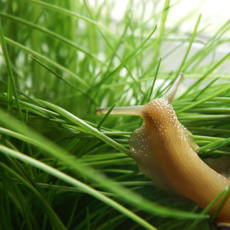 Beautiful photo with snail green grass. Earth day concept. Ecology concept.