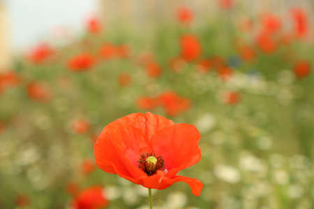 A poppy blooms on the field. A bright colorful flower blooms in the field. one flower on the background of a blooming meadow.の写真素材