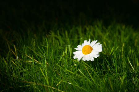A flower with white petals in the sun on a background of green grass. The concept of beauty against the background of an ordinary green lawn.の写真素材