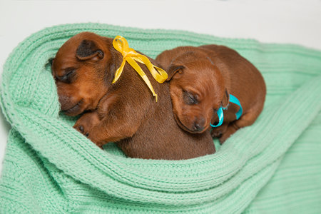 Two small newborn puppies lie on a warm knitted blanket. Pygmy pinscher puppies are sleeping.の写真素材