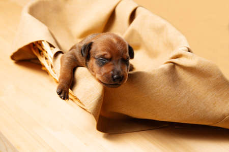 A newborn puppy in a wicker basket. The puppy of the dwarf pinscher is resting. A charming puppy.