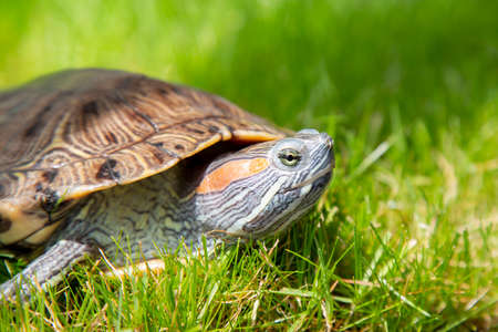 Nature, Green grass. Trachemys scripta elegans Red eared slider sits on the lawn. A turtle basks in...