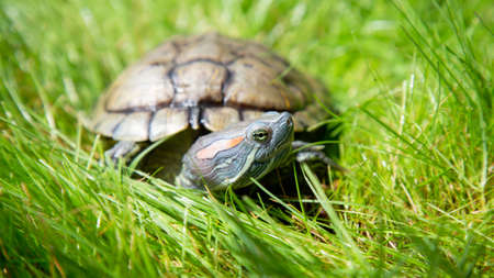 Trachemys scripta elegans Red eared slider sits on the lawn. A turtle basks in the sunの写真素材