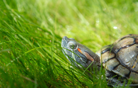 Nature, Green grass. Copy-space. Trachemys scripta elegans Red eared slider sits on the lawn.の写真素材
