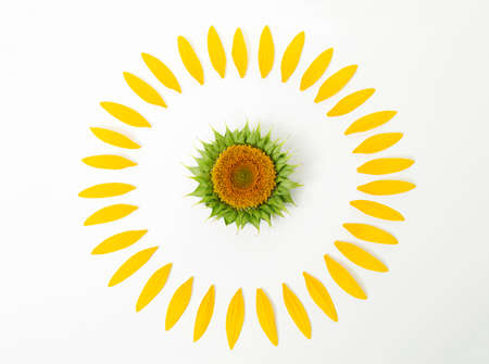 A beautiful fresh sunflower head and petals lie close-up on a white background. Yellow summer flowerの写真素材