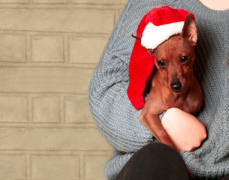A dog in a Christmas hat. A girl holds a dog in her hands. The dog in the family is warm and cozy. copy-space. Merry Christmasの写真素材