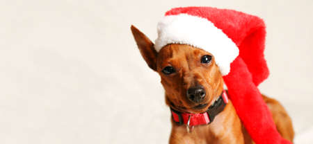 A Christmas dog in a Santa hat. Little dog dwarf pinscher in Santa hat. Copy Space.の写真素材