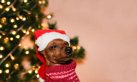 Santas dog in a Santa hat sits on the background of a Christmas tree. Copy Space