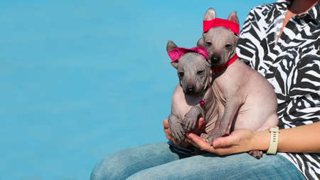 Two cute puppies in the arms of the hostess on the street. Small dogs on a walk with. The womans hands hold two pets. Mexican naked dog. Xoloitzcuintle.の写真素材