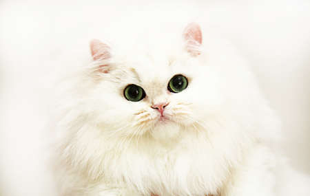 The cat is a British breed of white color, Looking straight at a white background. The fluffy cat is white.の写真素材