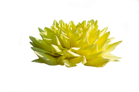 A yellow blooming flower on a white background. isolate. Yellow rose petals close-up.の写真素材