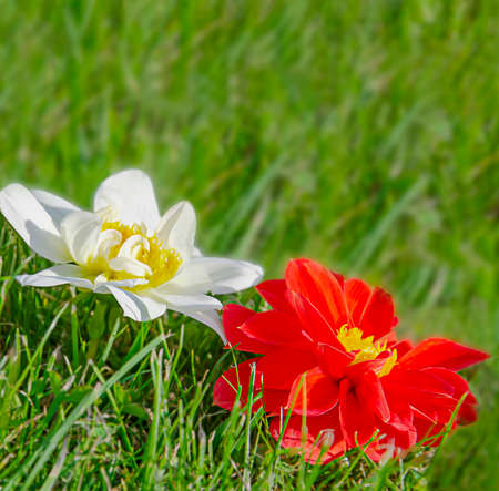 The flowers are white and red on the green grass. Summer, spring background. Summer dahlia flowers. Blooming, flowering plants. Chicken plan.の写真素材